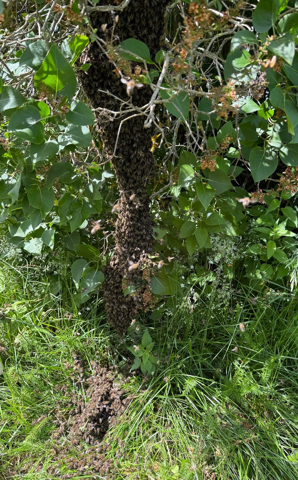 Ein Schwarm hängt in einem Fliederbusch: eine Traube aus vielen tausend Bienen, die sich ineinander verhakt haben, an einem Zweig, mit einzelnen Tieren, die außen darüber laufen oder anfliegen.
