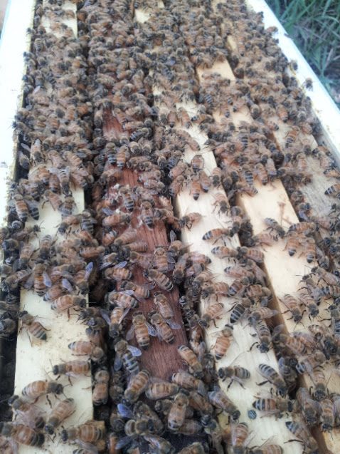 Nahsicht auf die Oberträger einer geöffneten Warré-Zarge: helle Holzleisten nebeneinander, dazwischen die schmalen Gassen, über beides laufen Bienen.
