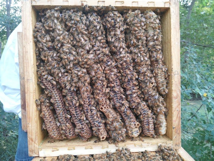 Blick von oben in eine geöffnete Warré-Zarge: acht dicht besetzte Naturwaben laufen parallel von Wand zu Wand, die Zwischenräume voller Bienen.