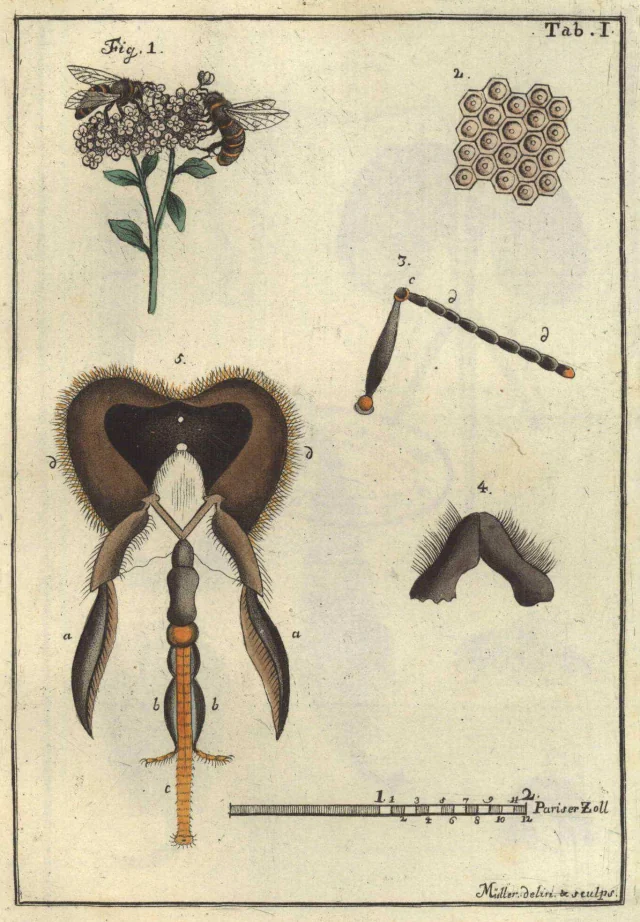 Tab. I des Tafelbandes, handkoloriert: Fig. 1 die Honigbiene auf einer Blütendolde; Fig. 2 ein Stück Wabe von oben, sechseckige Zellen mit den Eiern darin; Fig. 3 der Fühler; Fig. 4 ein Kieferpaar; Fig. 5 der Kopf mit Mundwerkzeugen und Rüssel stark vergrößert. Unten rechts „Müller. delin. & sculps.“ Unten steht ein eingestochener Maßstab mit der Beschriftung „Pariser Zoll“, in zwei Zoll zu je zwölf Linien geteilt; seine Gleichmäßigkeit ist NICHT geprüft.
