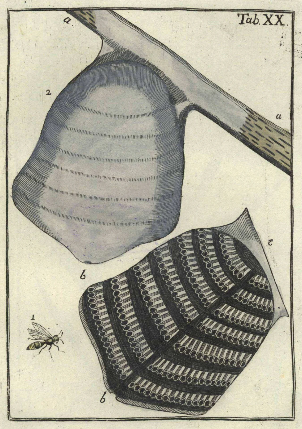 Tab. XX, handkoloriert: ein Hornissennest (Fig. 2) an einem Ast a hängend, in seiner glatten Papierhülle, daneben (Fig. 3) das aufgeschnittene Nest mit den waagerecht übereinander liegenden Wabenetagen und den nach unten offenen sechseckigen Zellen; Fig. 1 das Tier. Kein Maßstab.