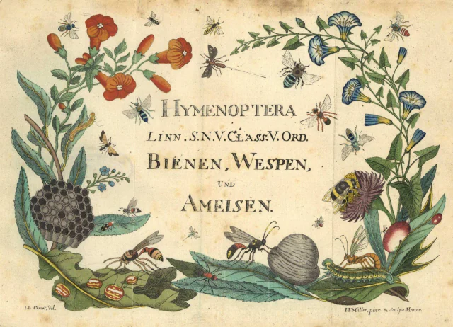 Das ausgemalte Titelkupfer des Tafelbandes, quer: ein Kranz aus Blüten, Blättern und Insekten um die Aufschrift „HYMENOPTERA / Linn.