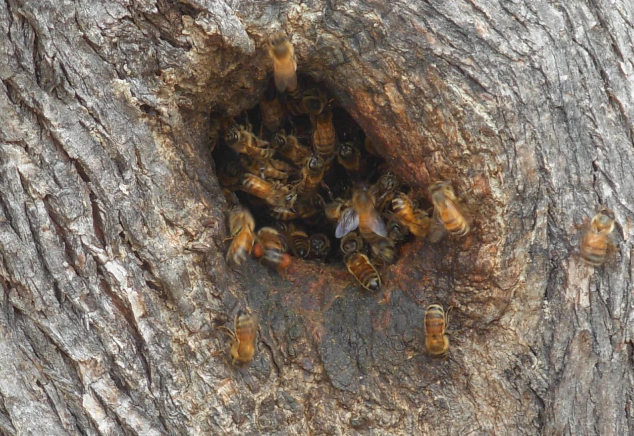 Das Flugloch eines wilden Bienenvolkes in einem Baum, aus der Nähe: eine Öffnung in der Rinde, das Holz ringsum dunkel und glattgelaufen, dicht besetzt mit Bienen, einzelne davor in der Luft.