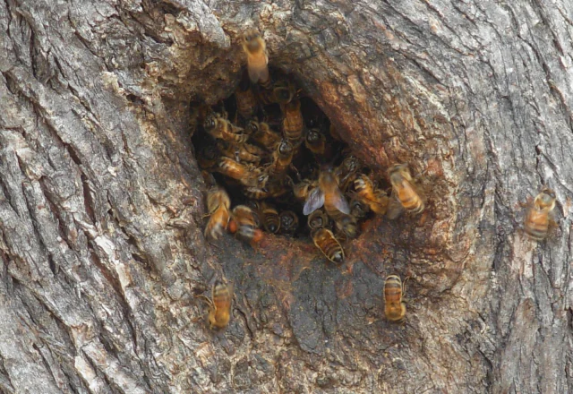 Ein wildes Volk in einem Baum, Westaustralien
