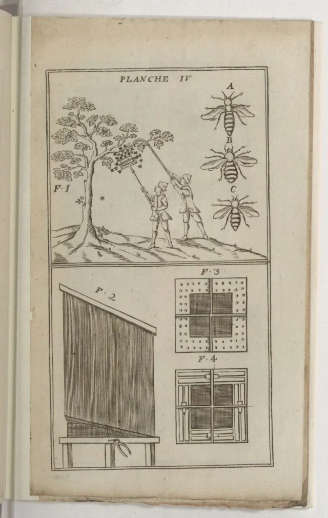 PLANCHE IV — der Schwarmfang mit der Wippe (bascule), dazu Königin, Drohn und Arbeitsbiene, und das Gehäuse.