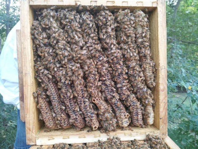 Blick von oben in eine geöffnete Warré-Zarge: acht dicht besetzte Naturwaben laufen parallel von Wand zu Wand, die Zwischenräume voller Bienen.