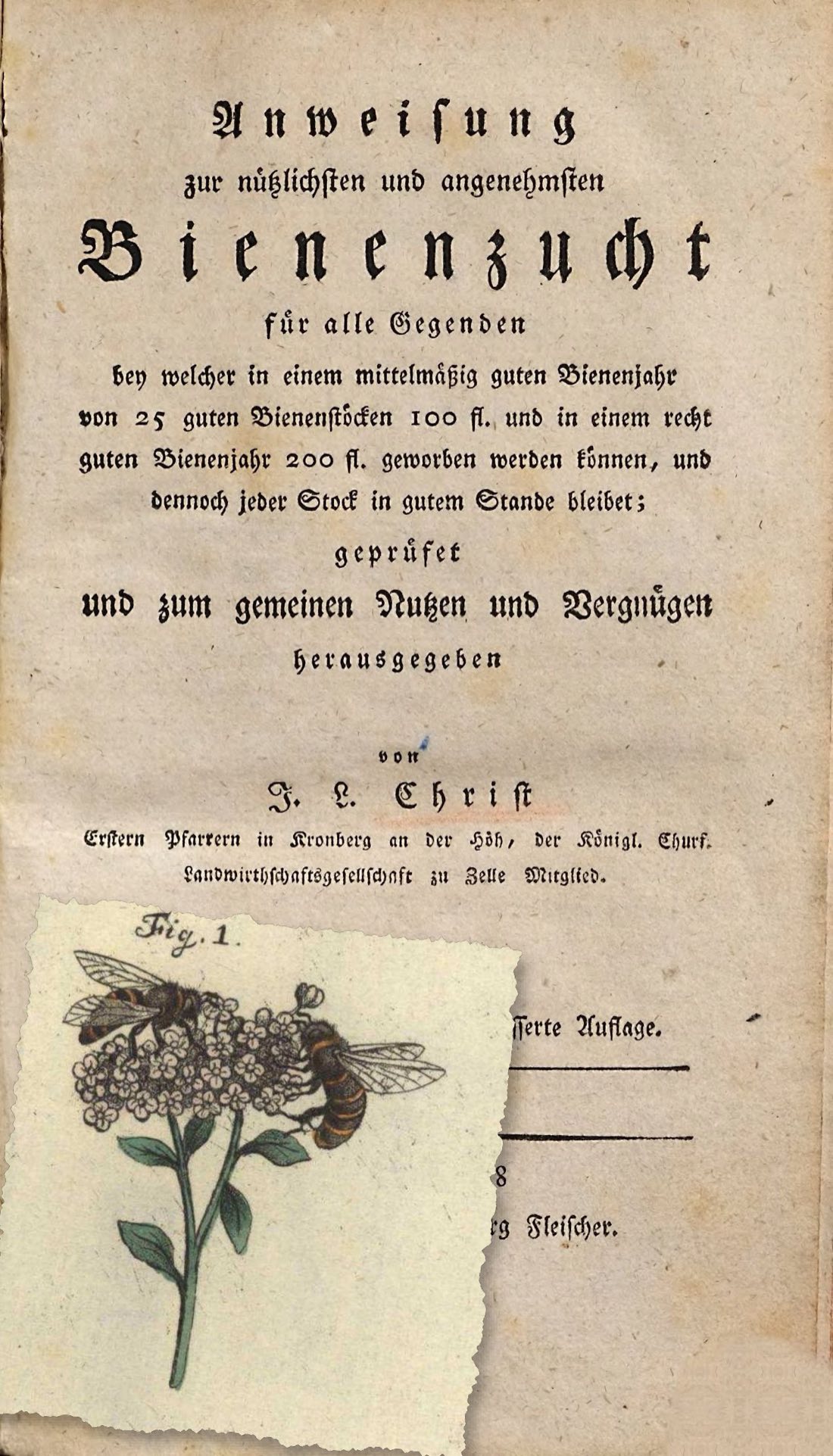 Das Titelblatt der Anweisung von 1798, darauf ein gerissenes Blatt mit handkoloriertem Kupferstich: zwei Honigbienen auf einer Blütendolde